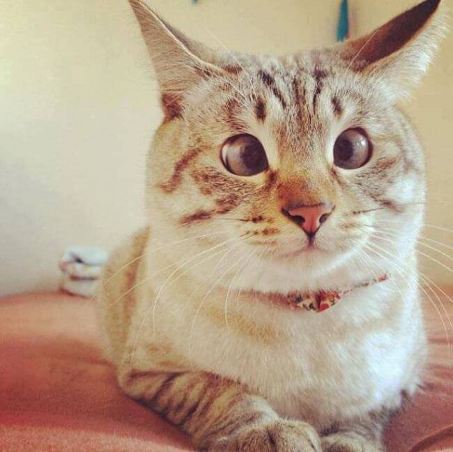 cat Googly Eyes 11