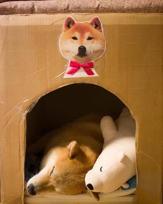 cute shiba inu 3