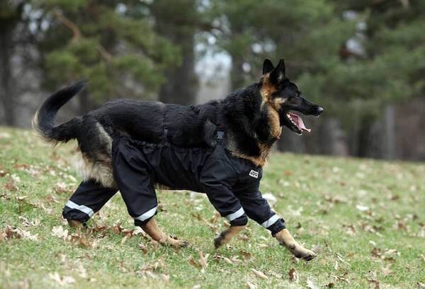 dogs pants 4