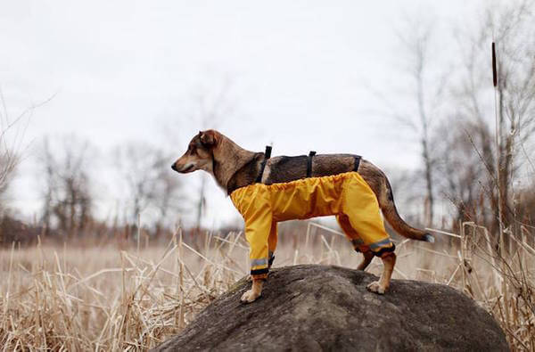 dog pants 8