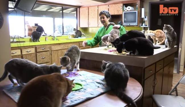 Cat Lady That Lives With 1100 Cats 2