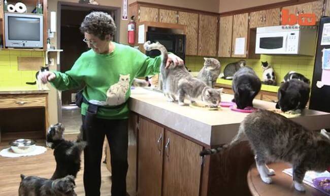 Meet The Cat Lady That Lives With 1100 Cats For a Good Reason