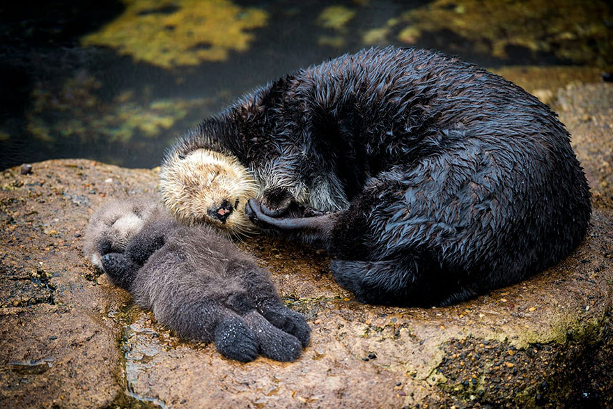 baby sea otter 5