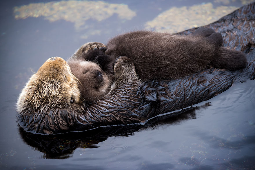 baby sea otter 3