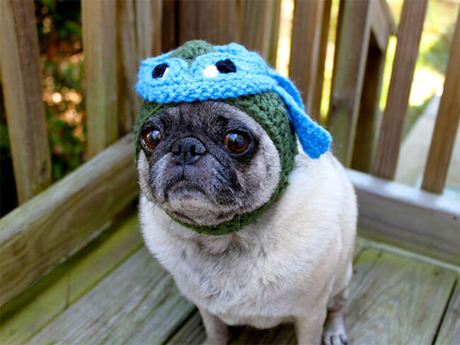 24 Animal Cosplay Pictures That Prove Pets Are Better At This Than Humans