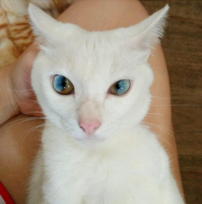 amazing cat eyes 4