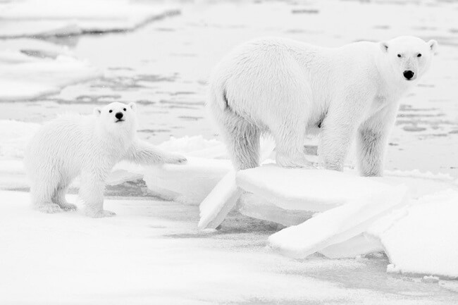Photos Of The Wild Arctic 2