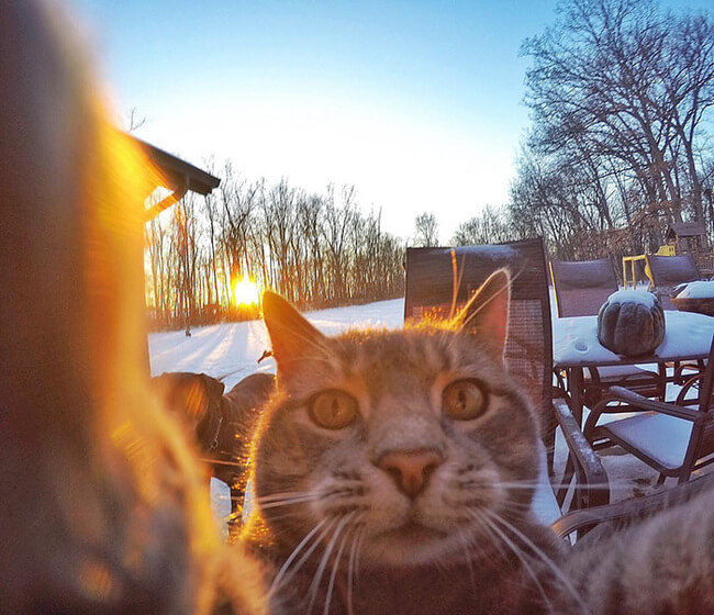 Selfie Cats 4