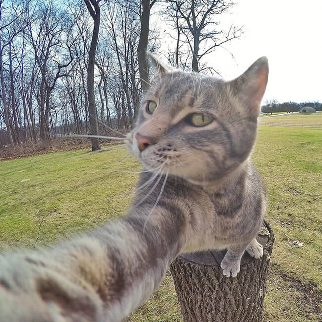 Selfie Cat 2