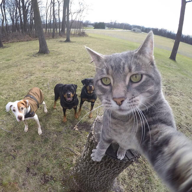 Selfie Cat 3