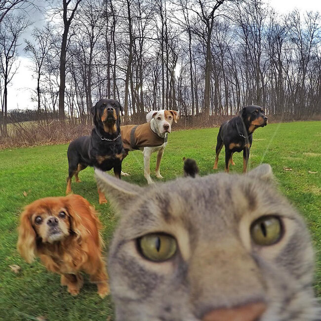 Selfie Cats 5