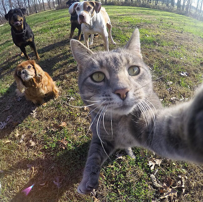 Selfie Cat 1