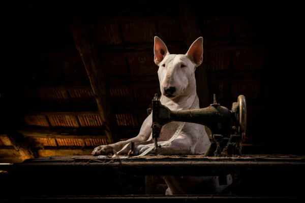 Bull terrier and human explore abandoned buildings 7
