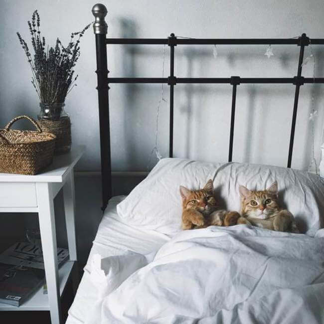 Two Ginger cat 9