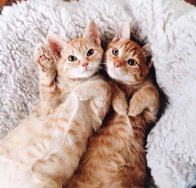 Two Ginger cat 6