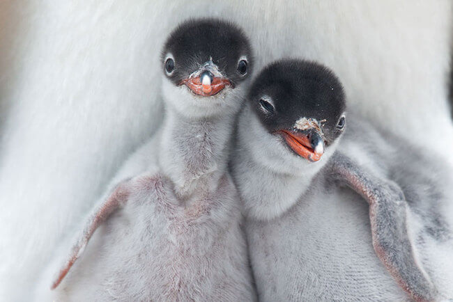 incredible picture incredible picture 13