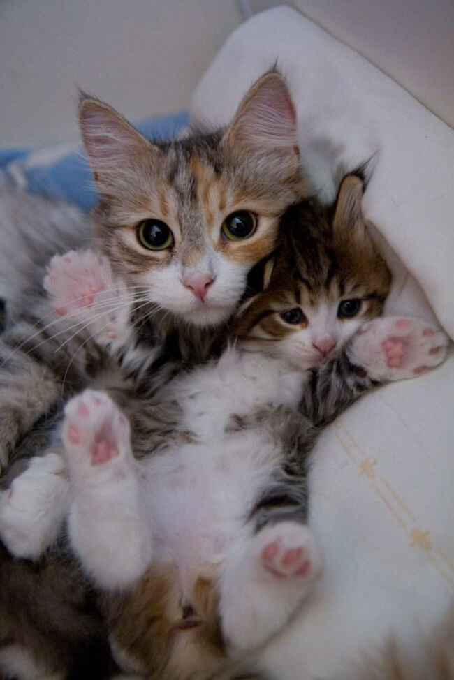 baby kittens 12