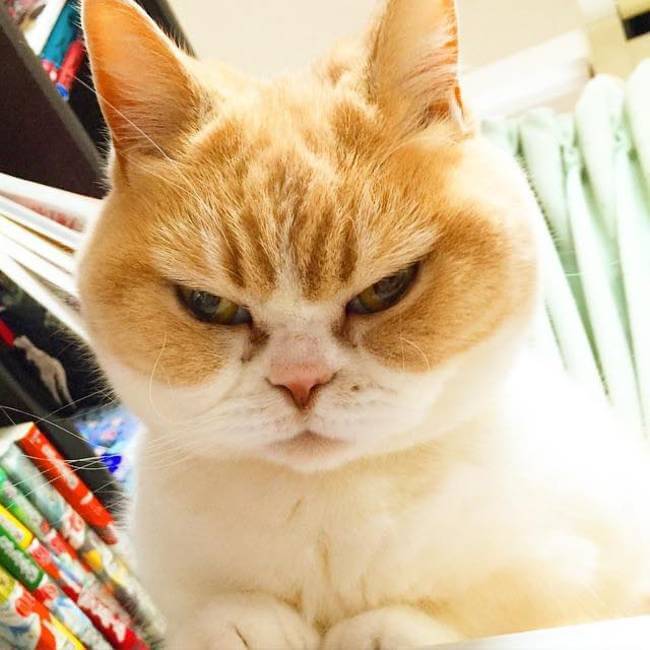 Meet Koyuki The Cat Who Always Look Like She's Absolutely Disappointed ...