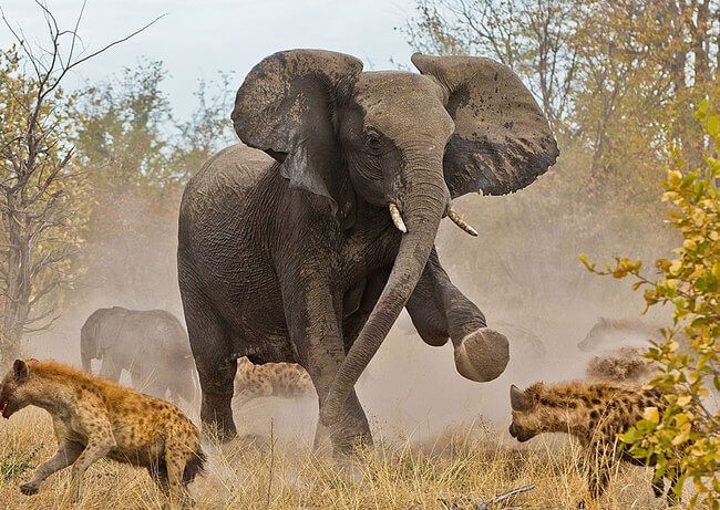 incredible picture incredible picture 12