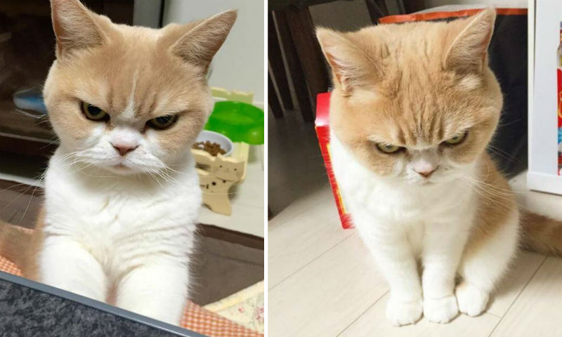 Meet Koyuki Who Always Look Like She’s Absolutely Disappointed With You