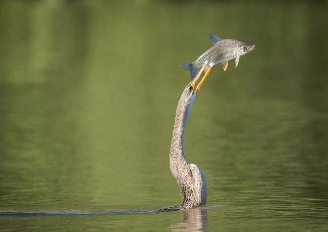 incredible pictures incredible pictures 11