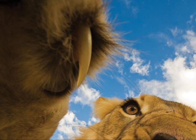incredible picture incredible picture 20