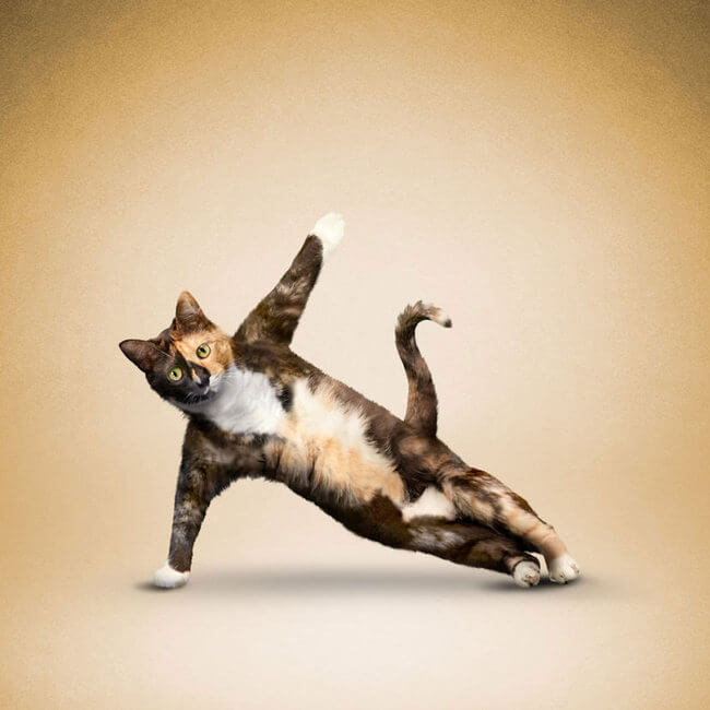 animals doing yoga 1