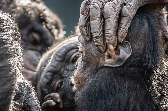 incredible picture incredible picture 18