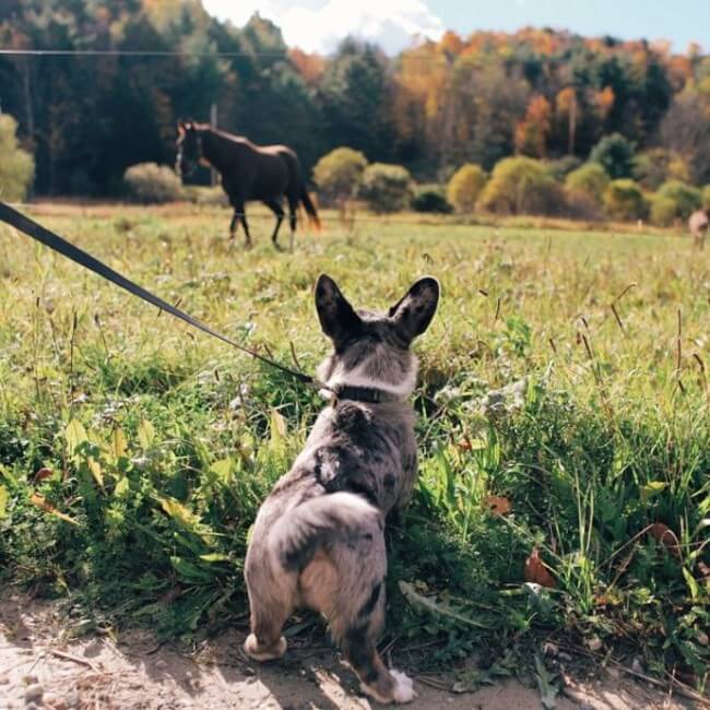 14 Signs That Prove You Love Dogs More Than Humans