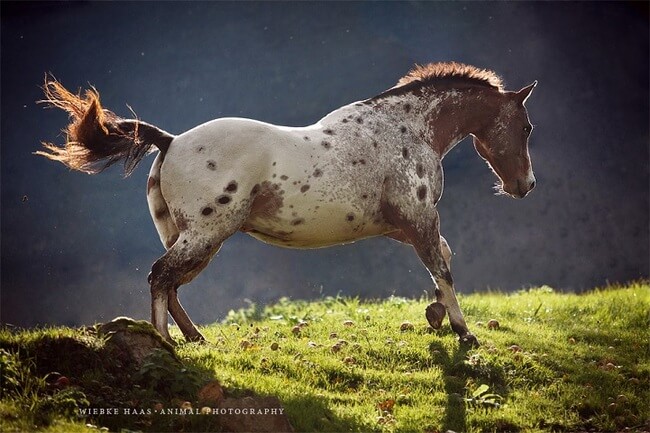 elegance of horses 8