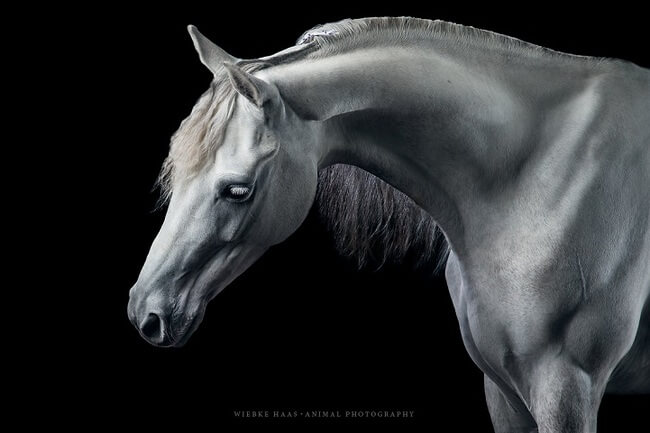 elegance of horses 5