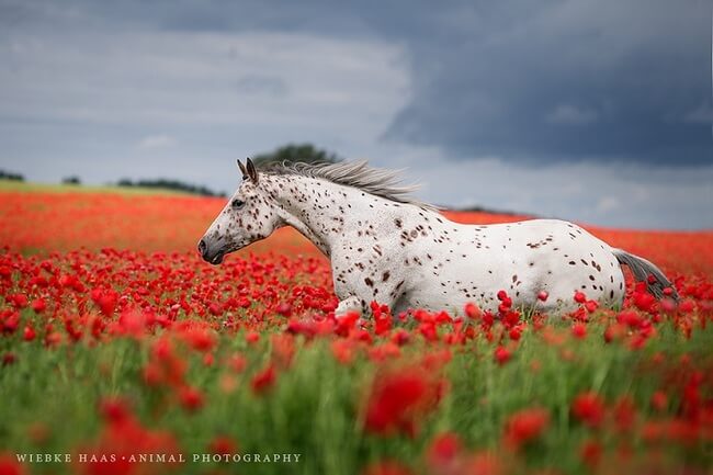 elegance of horse 14