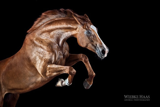 elegance of horses 15