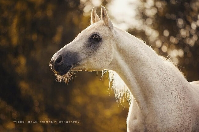 elegance of horses 10