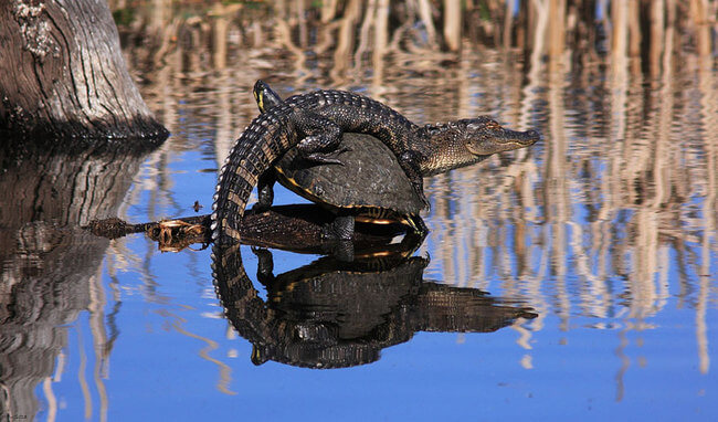 incredible picture incredible picture 16