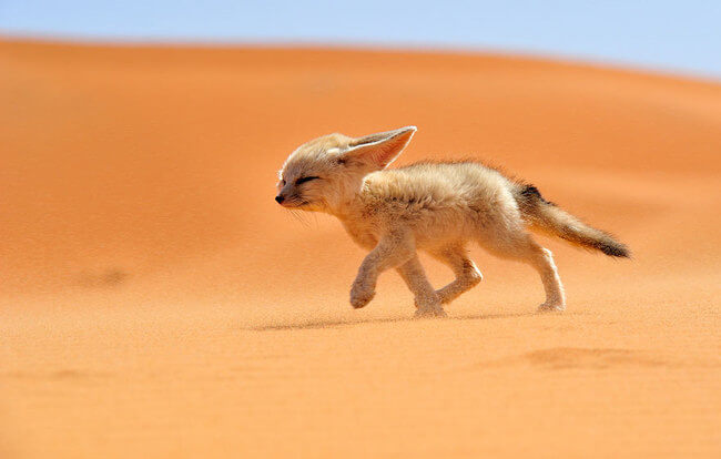 incredible pictures incredible pictures 22