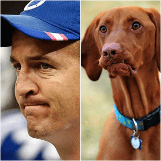 peyton manning dog jersey