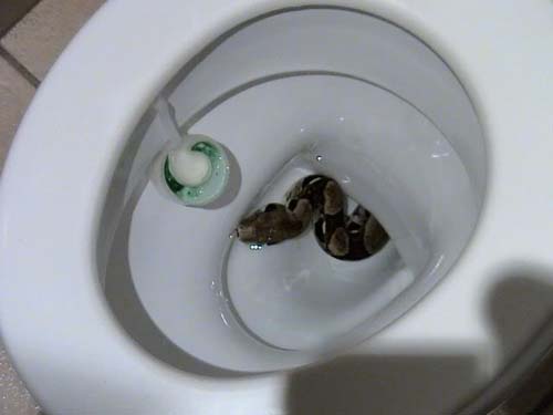 nopes nopes 6