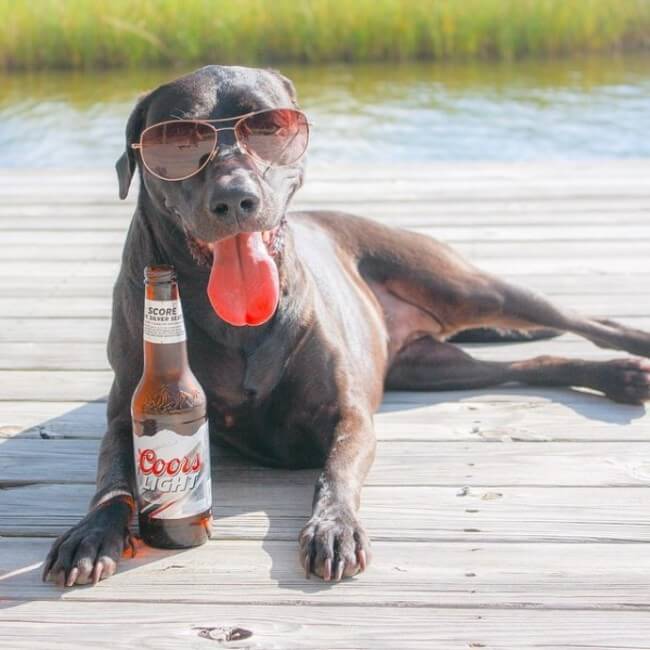 Drunk dog. Собака с водкой. Собачья водка. Собачий алкоголь.