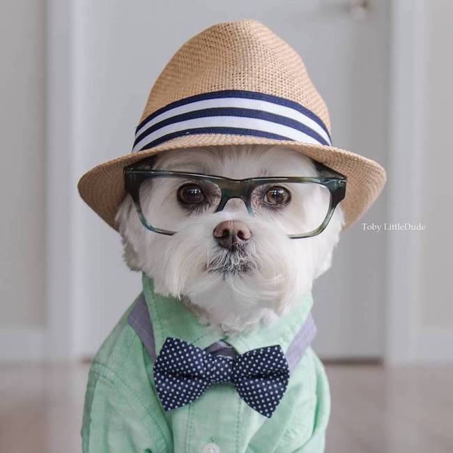 hipster dog 1