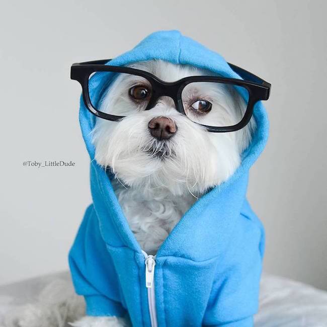 toby hipsters dog 9