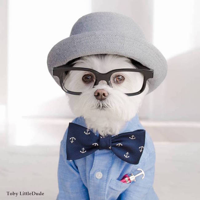 hipster dog 5