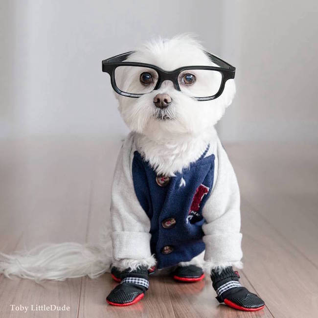 toby hipsters dog 8