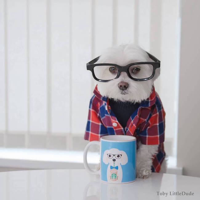 toby hipsters dog 11