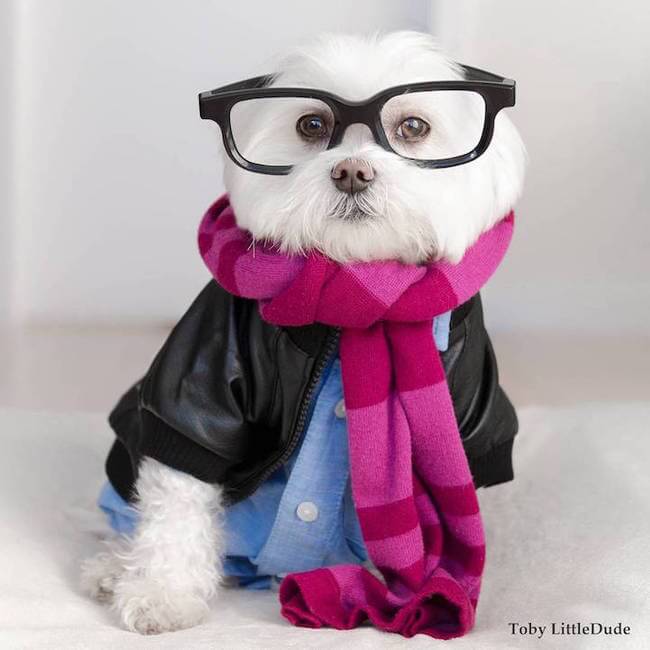 toby hipstesr dog 10