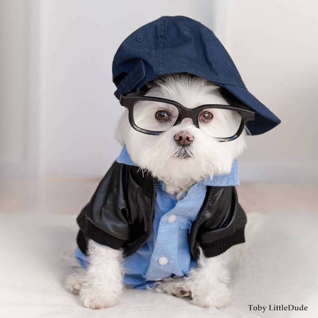 hipster dog 6