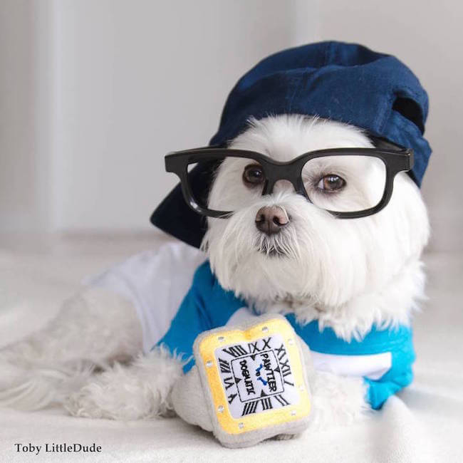 hipster dog 7