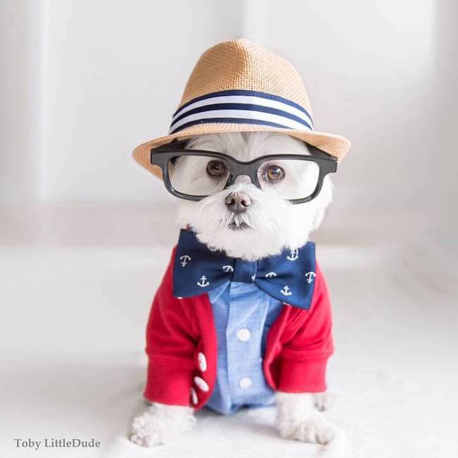 hipster dog 2