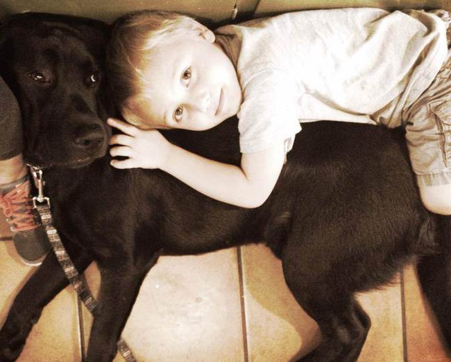 Jedi the dog saves the life of 7-year-old boy 1