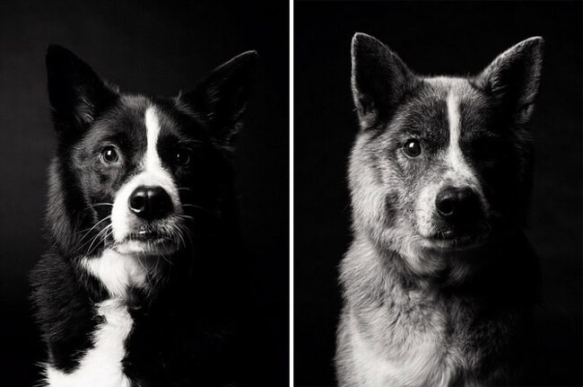 dogs get older photos 10